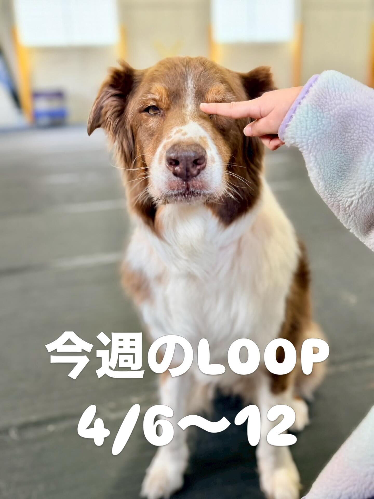 今週のLOOP