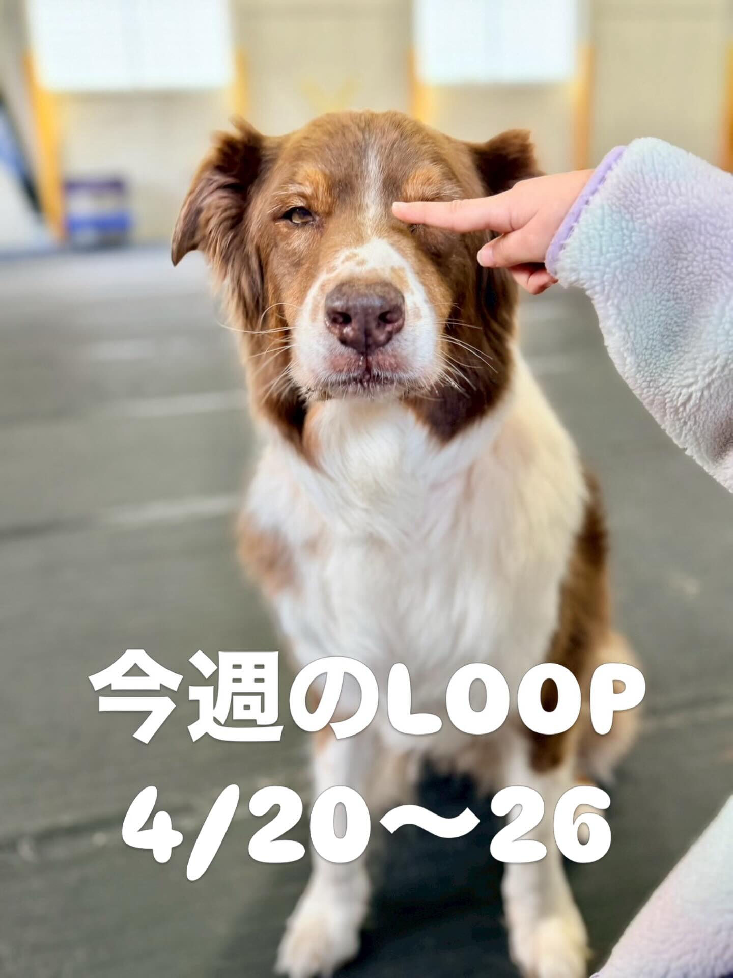 今週4／20〜26の予定