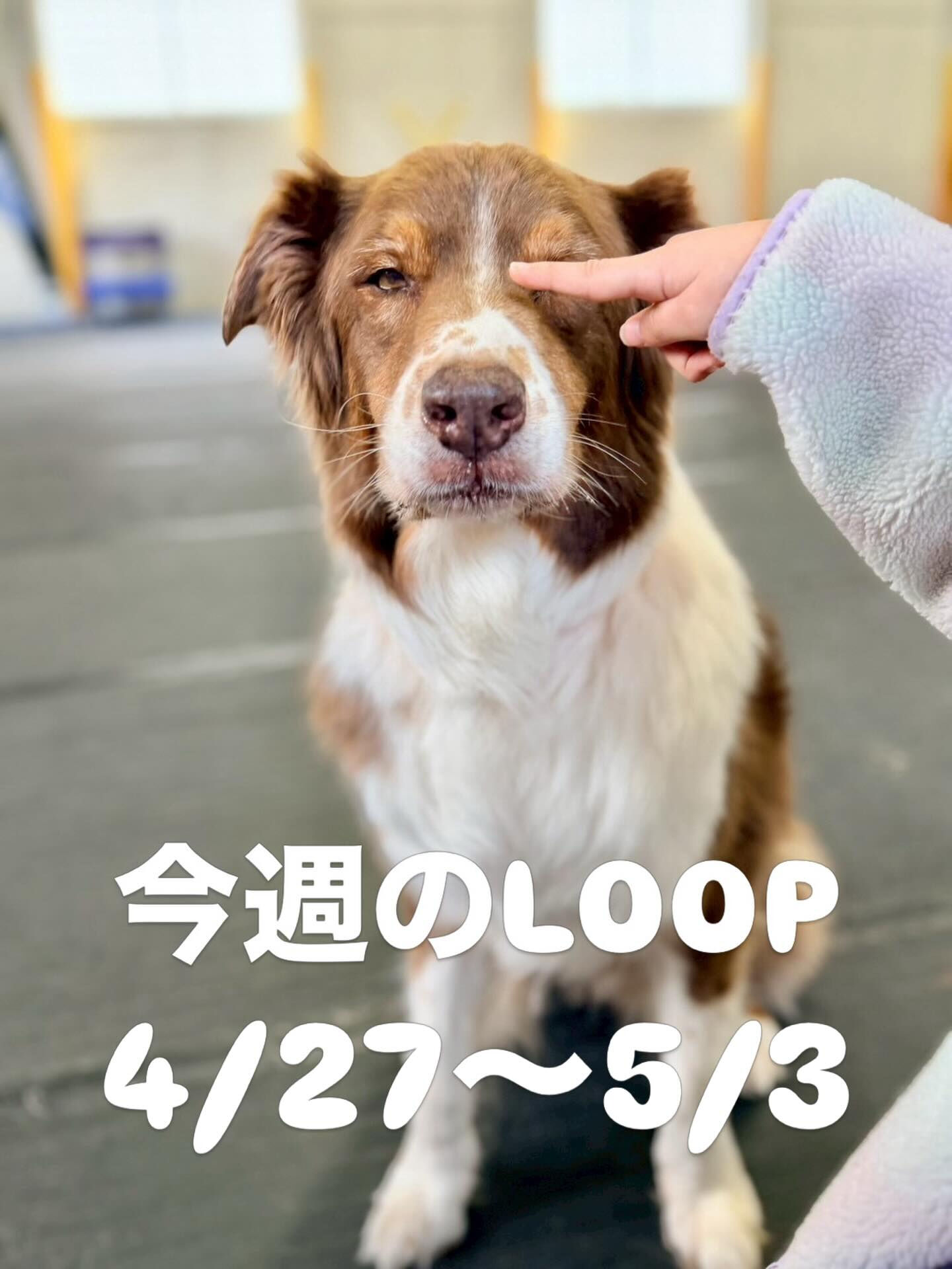 今週のLOOPの予定です！
