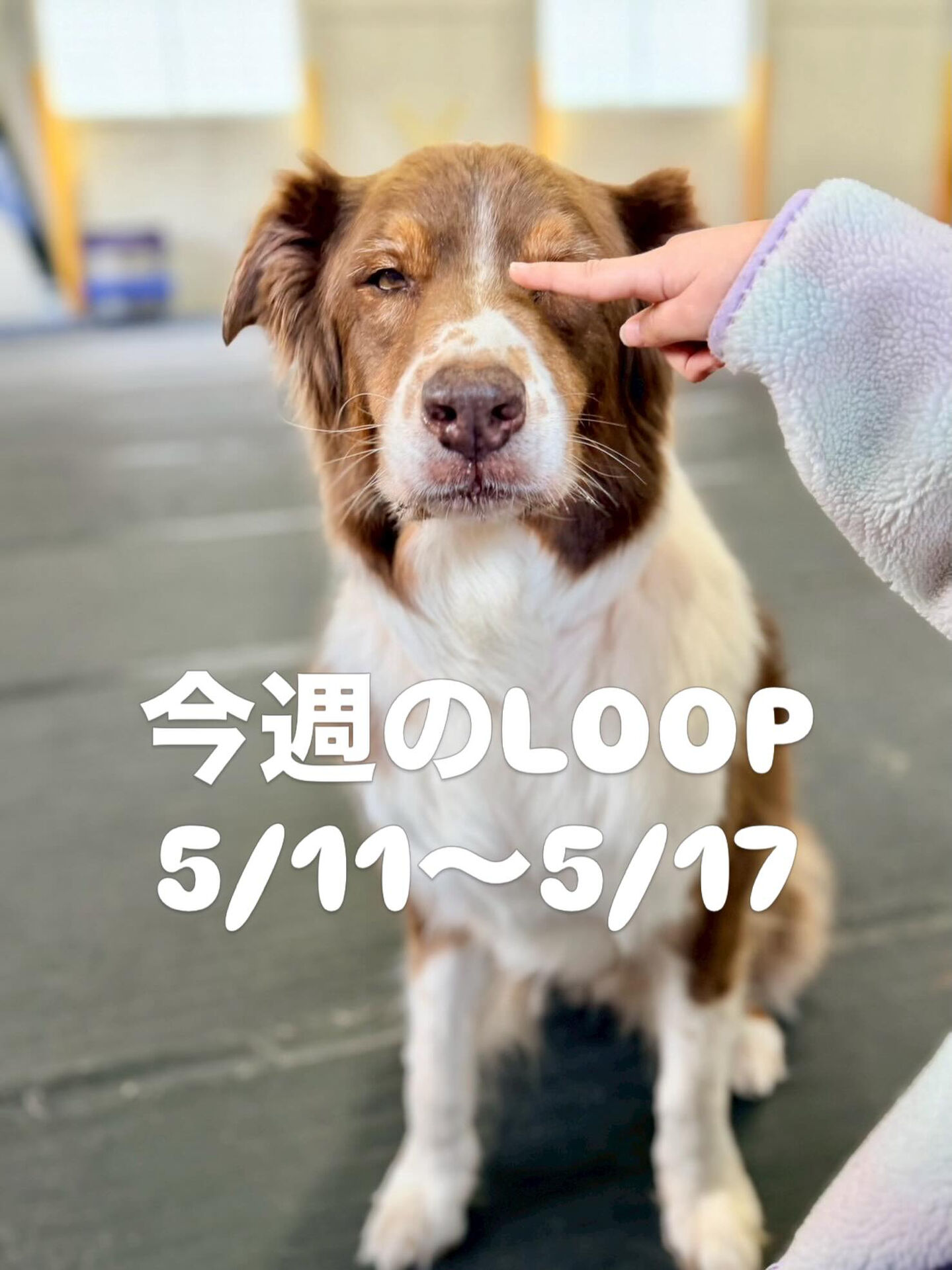 今週のLOOP予定