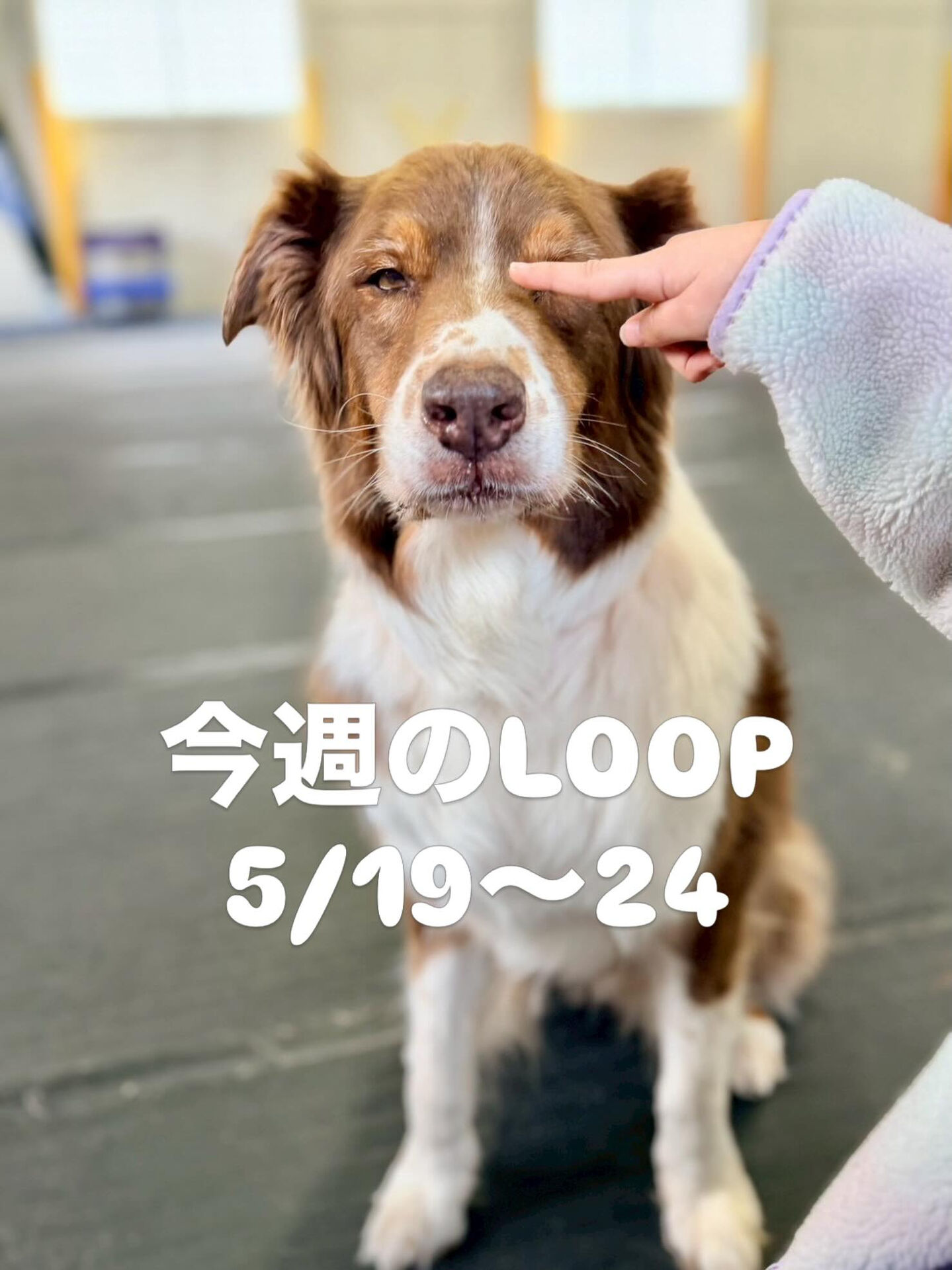 5/19 10:00〜14:00 ドゴリンゴ