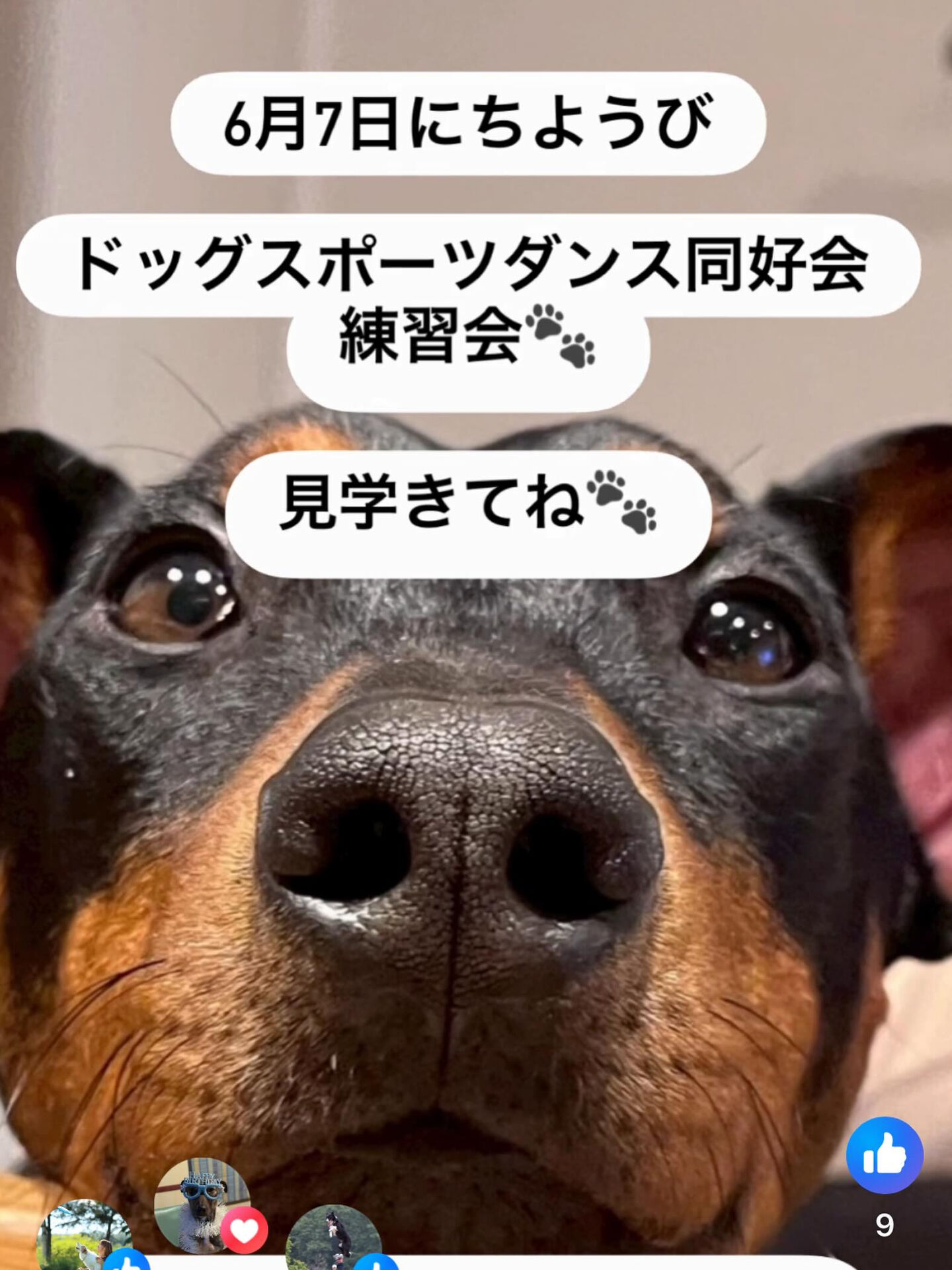 明日の10:00~13:00はドッグスポーツ同好会があります