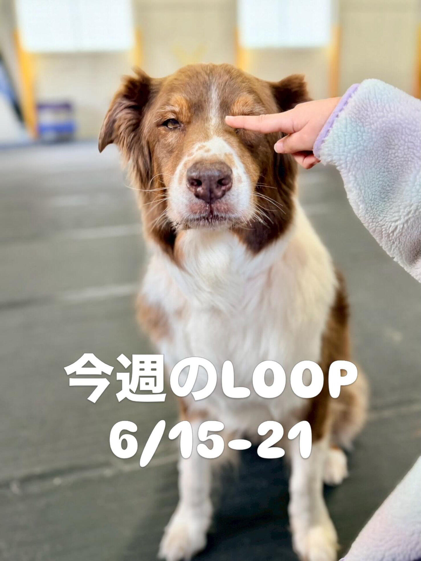 今週のLOOP‼️