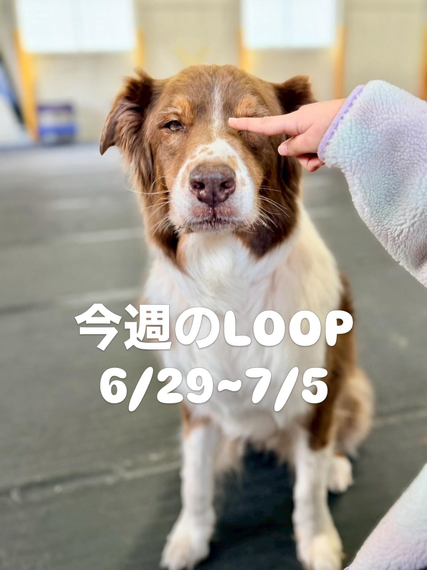 今週のLOOP‼️