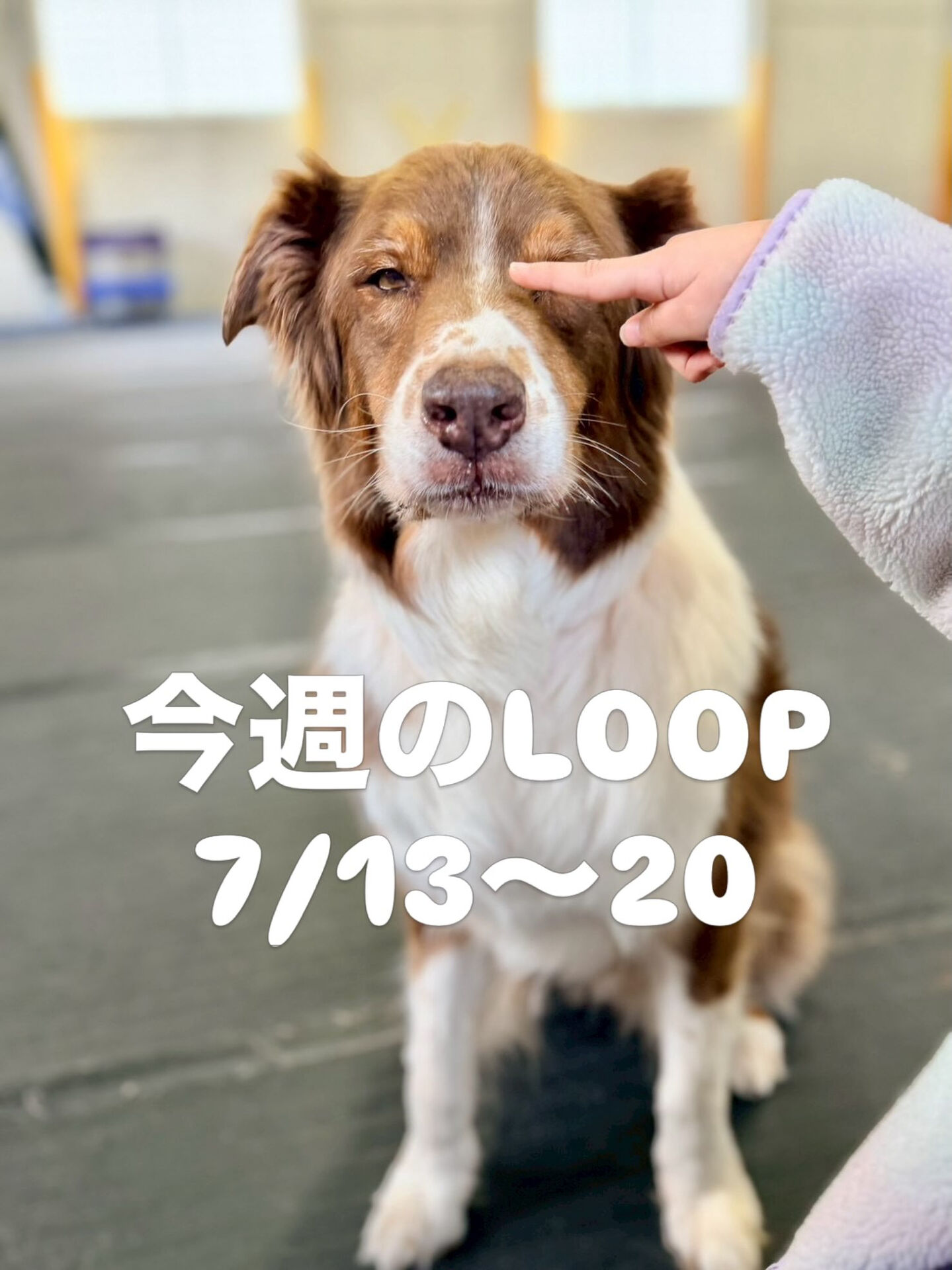今週の予定