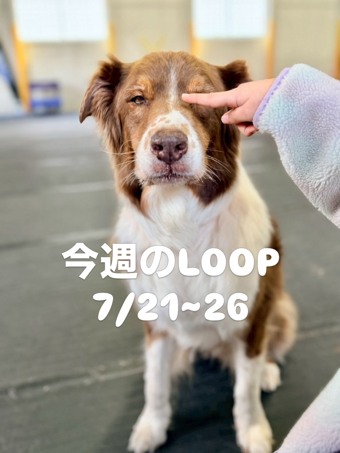 今週の予定