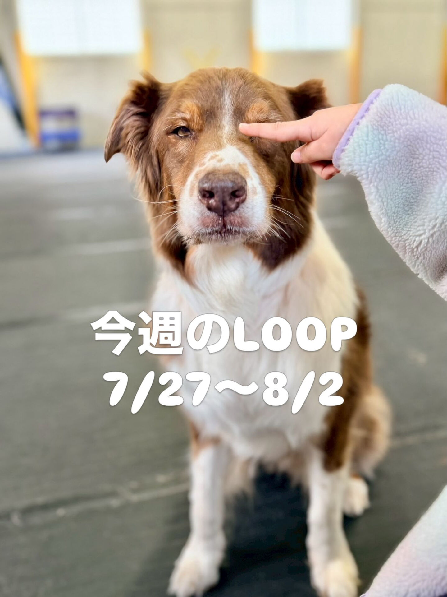 今週のLOOP情報‼️