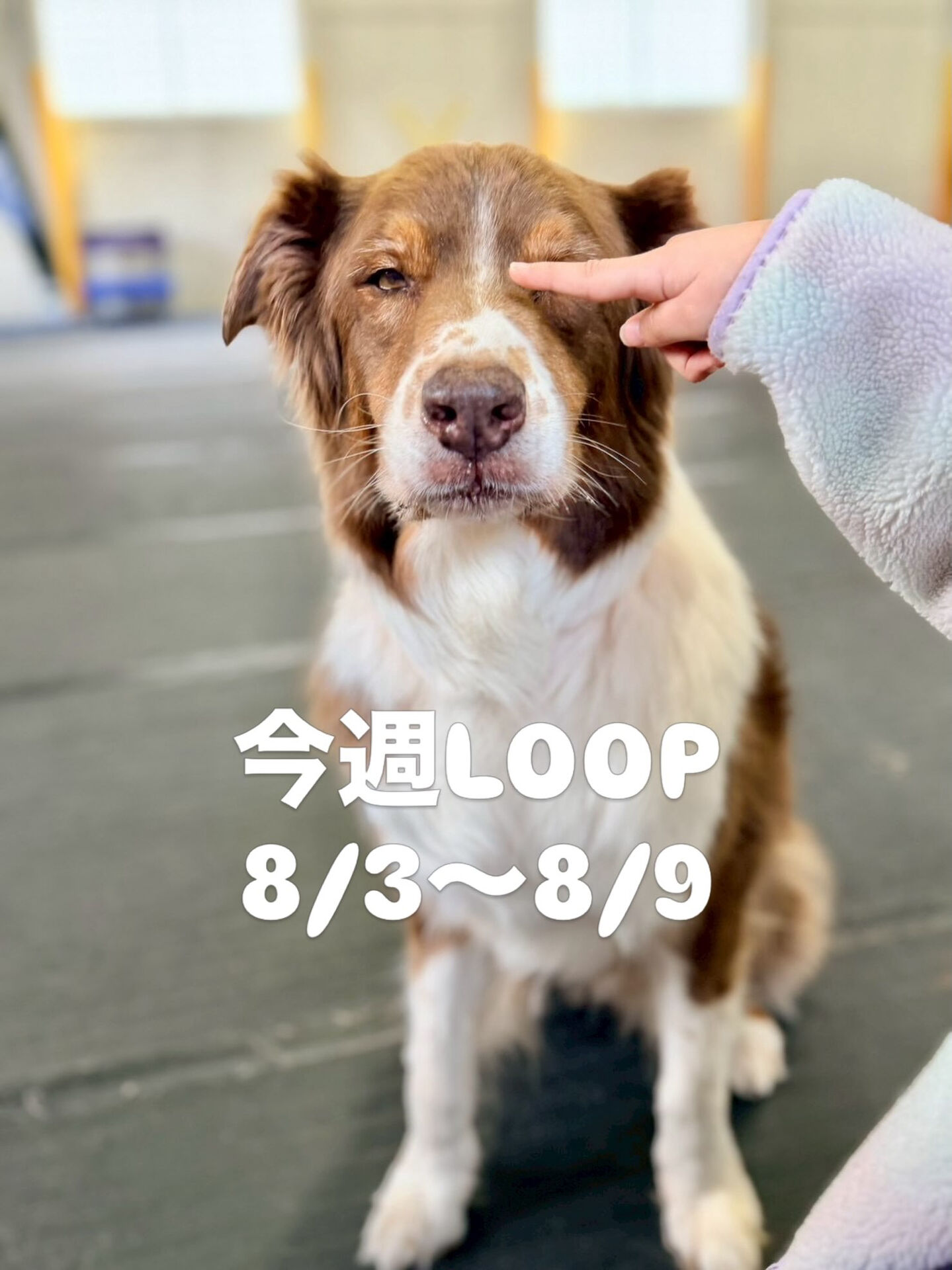 今週のLOOP予定