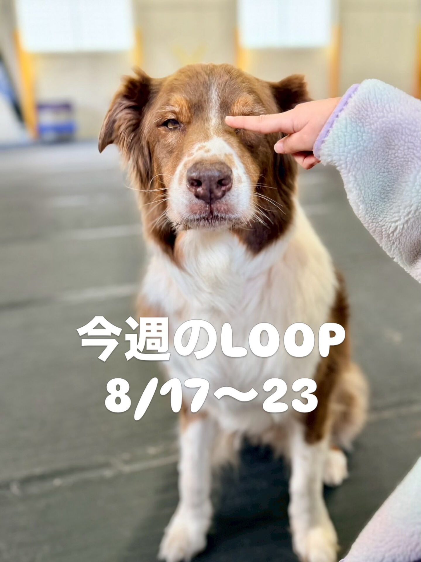 今週のLOOP予定‼️