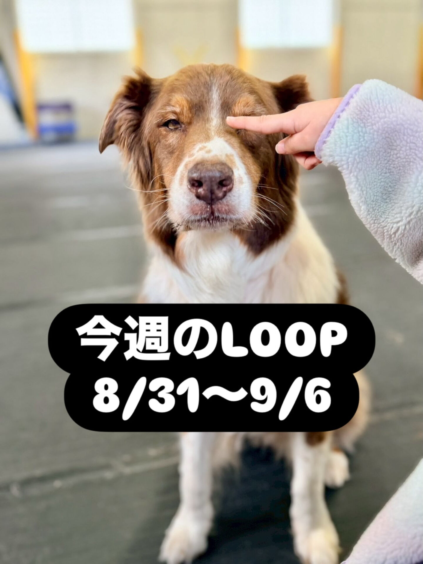 今週のLOOP予定