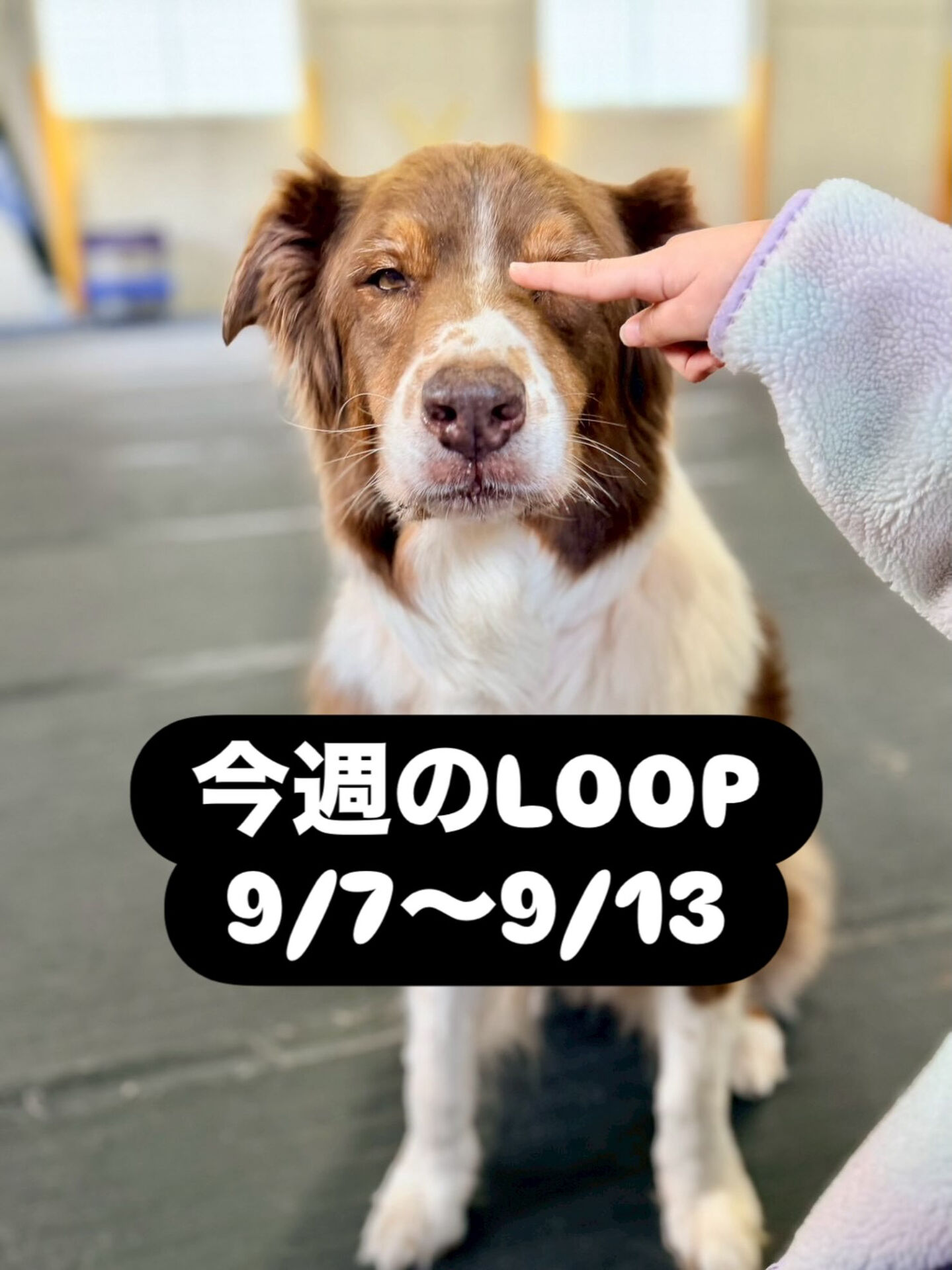 今週のLOOP予定！