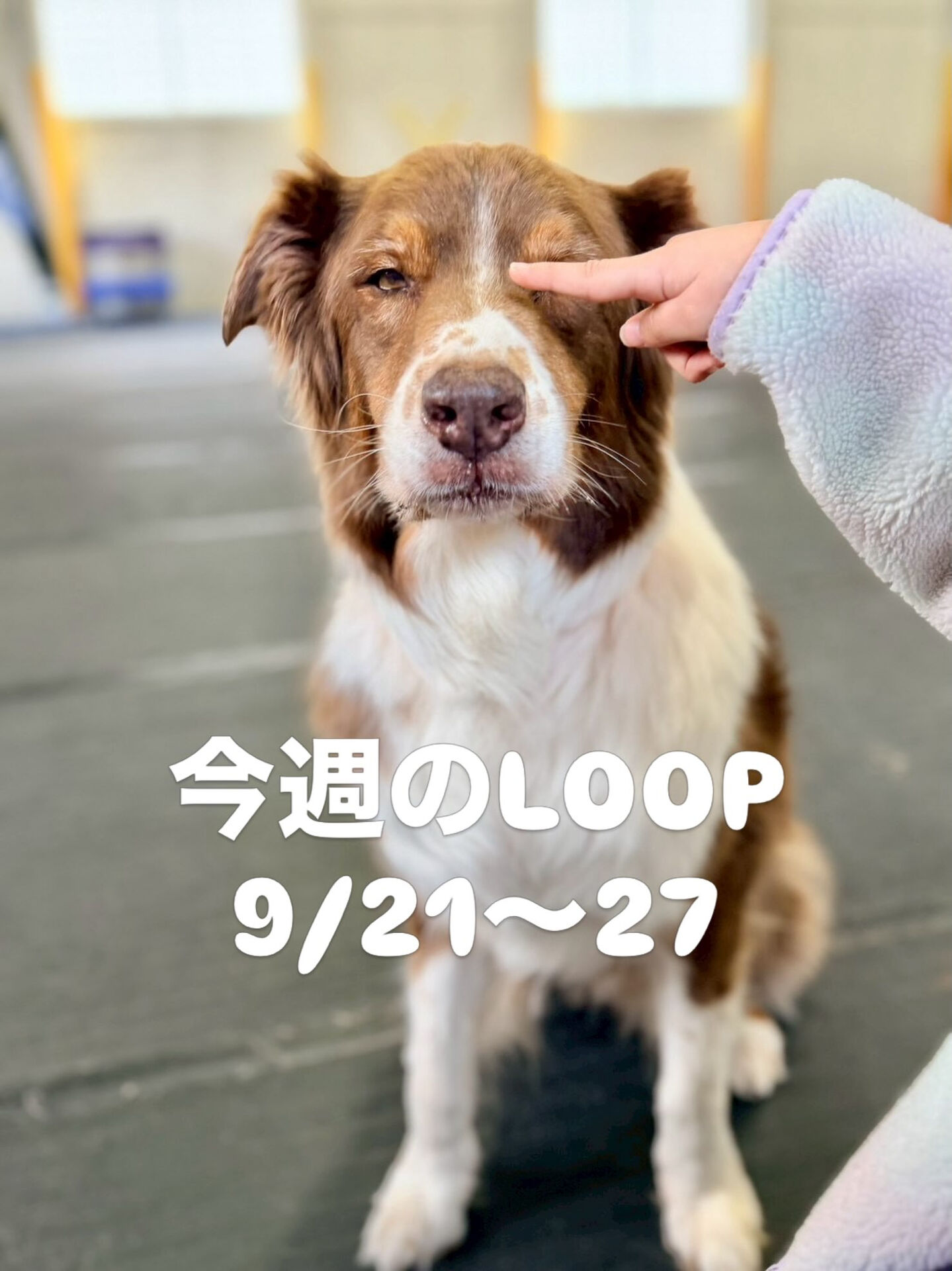今週のLOOP予定