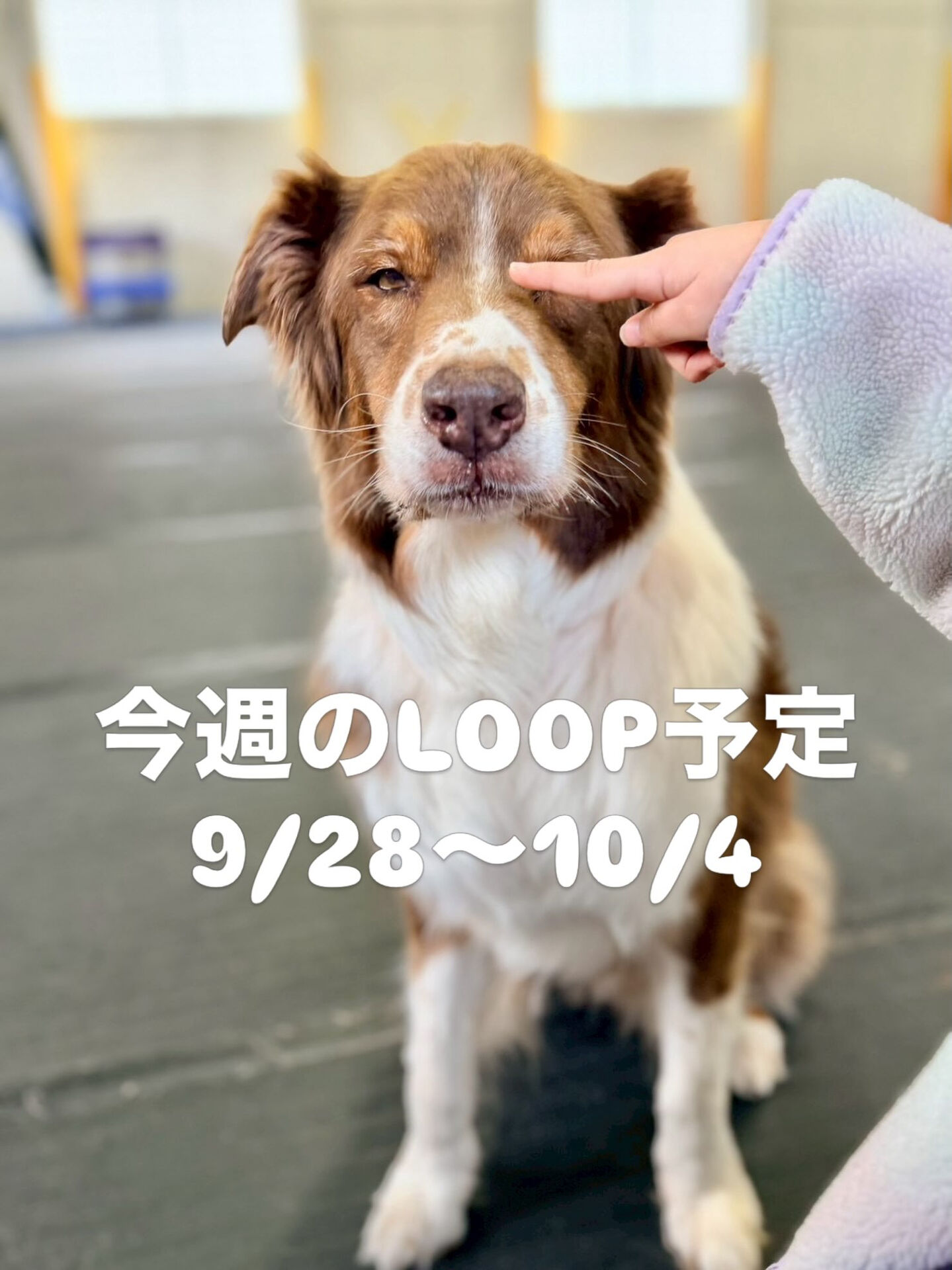今週のLOOP予定