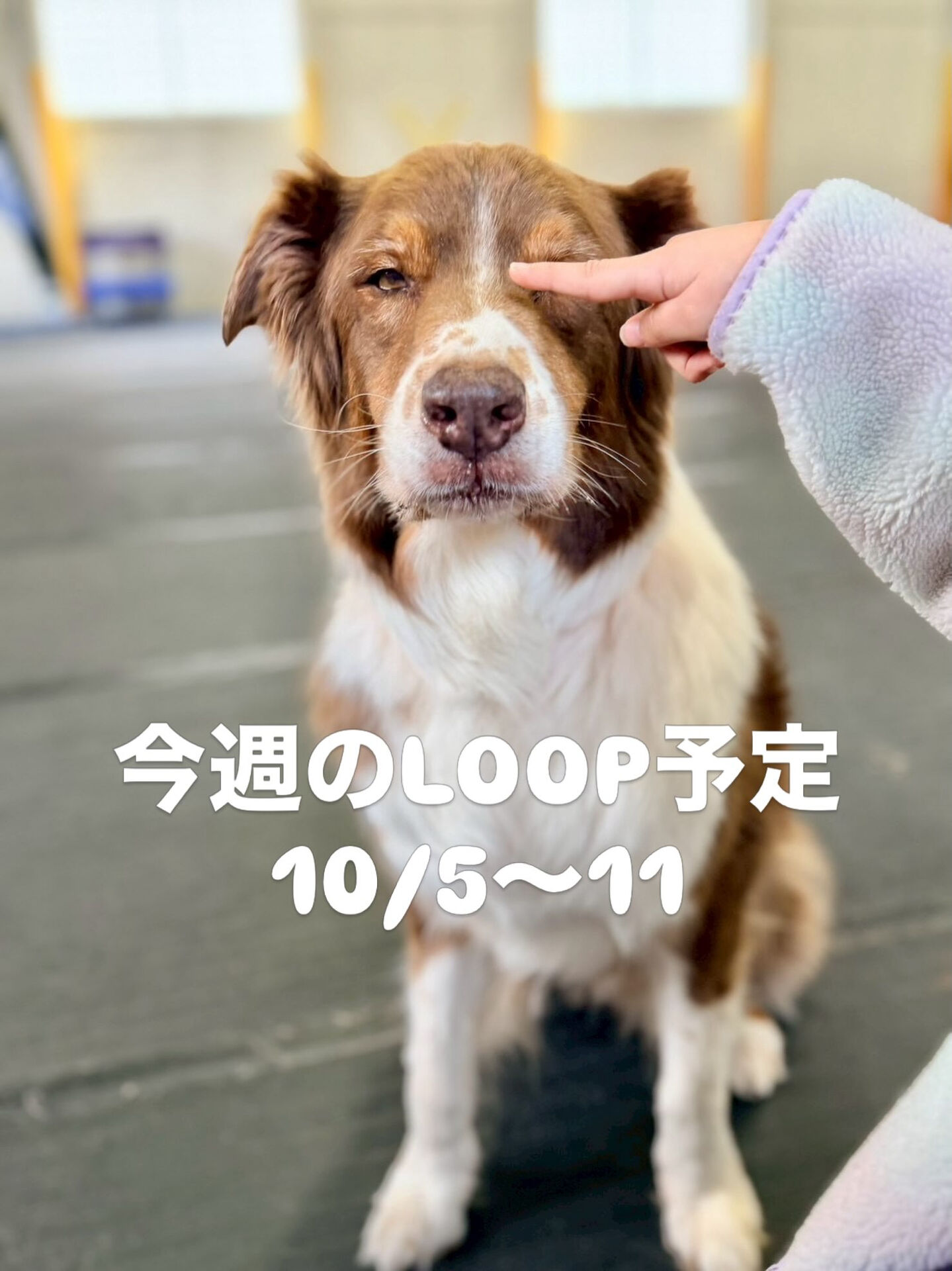 今週のLOOP予定