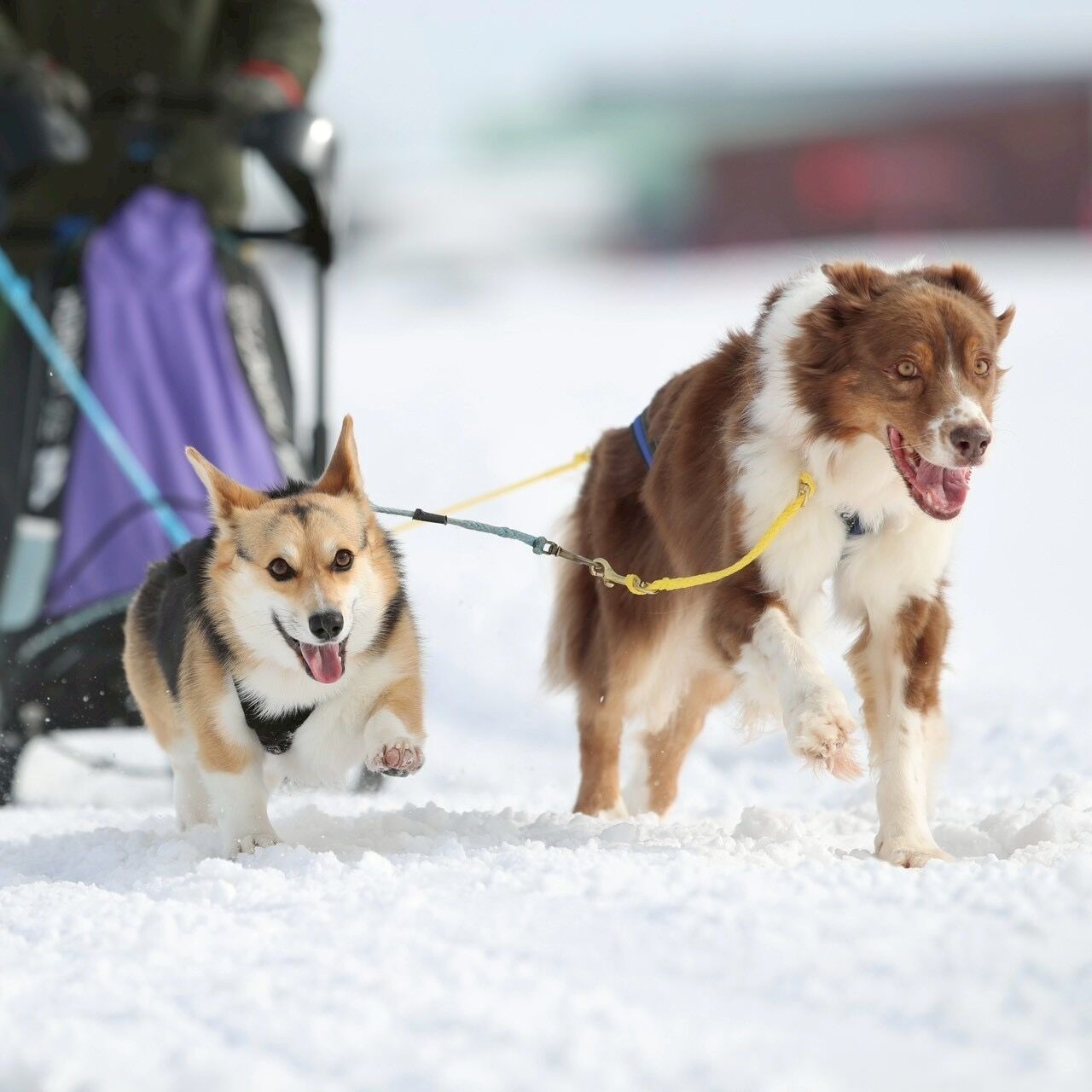 犬ぞり